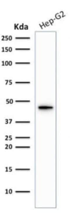 Cytokeratin 19 Antibody (KRT19/1959R) - Azide and BSA Free, Novus Biologicals 100 &mu;g | Buy Online | Novus Biologicals | Fisher Scientific
